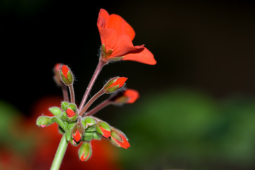 Image showing Flower macro