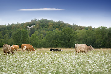 Image showing Cows