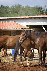 Image showing Horses