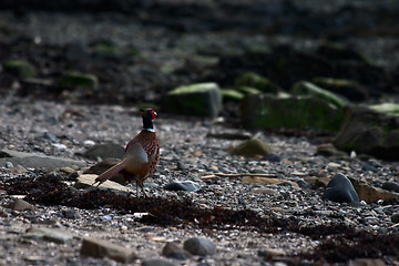 Image showing Pheasant on the shore