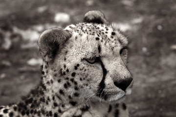 Image showing Cheetah