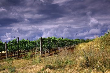 Image showing Vineyard