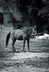 Image showing Horses