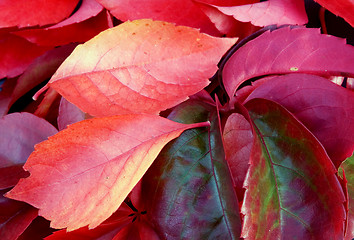 Image showing Autumn leaves