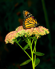 Image showing Monarch Butterfly 3