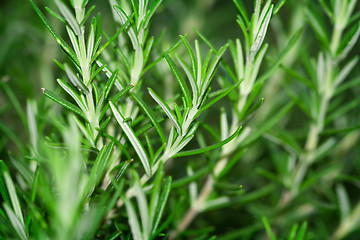 Image showing Rosemary