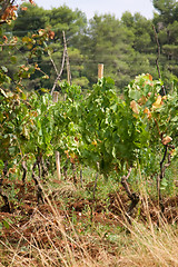 Image showing Vineyard