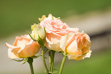 Image showing Roses