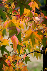 Image showing Autumn leaves