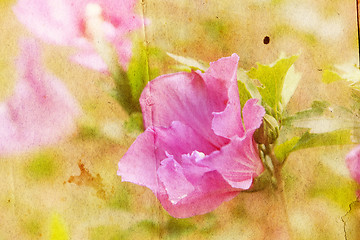 Image showing Grunge floral background