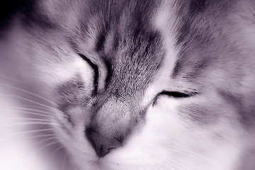 Image showing Kitten