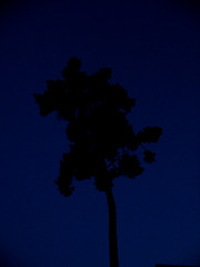 Image showing Funny Tree At Night