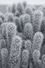 Image showing Cactus