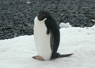 Image showing Adelie penguin