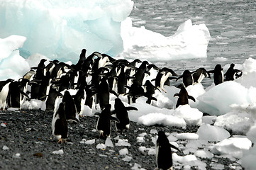 Image showing Adelie penguins heading for the sea