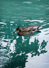 Image showing Duck