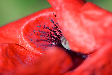 Image showing Poppy