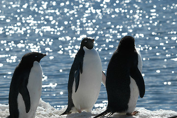 Image showing Adelie penguins