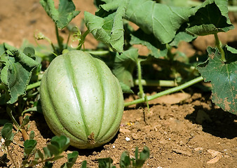 Image showing Melon