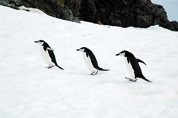 Image showing Three chinstrap penguins