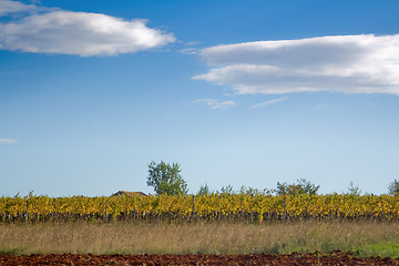 Image showing Vineyard