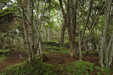 Image showing Tierra del Fuego National Park