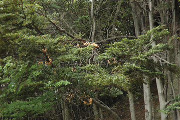 Image showing Tierra del Fuego National Park