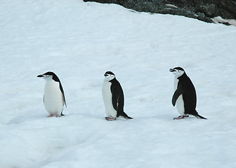 Image showing Three chinstrap penguins