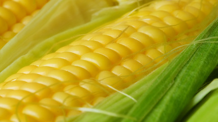 Image showing Corn cob