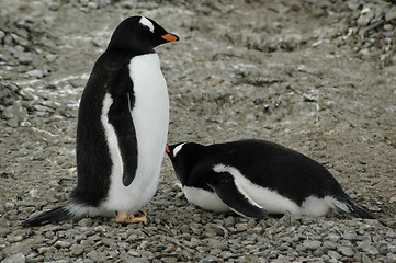 Image showing Two gentoo penguins