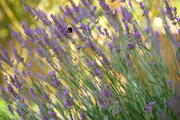 Image showing Lavender flowers