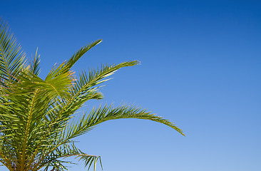 Image showing Palm tree