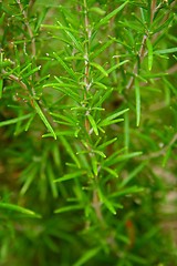 Image showing Rosemary plants