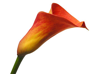 Image showing Flower