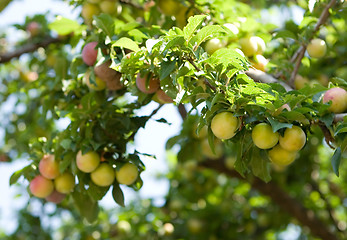 Image showing Plum tree