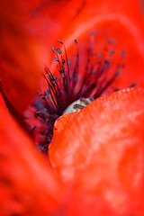 Image showing Poppy