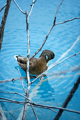 Image showing Duck