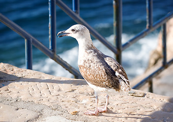 Image showing Seagull