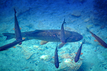 Image showing Big fish