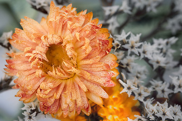 Image showing Dry flower