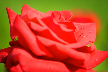 Image showing Red rose