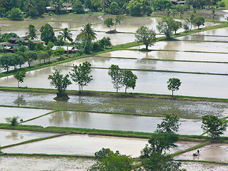 Image showing Flooded paddies