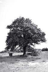 Image showing Oak tree