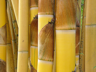 Image showing Golden bamboo