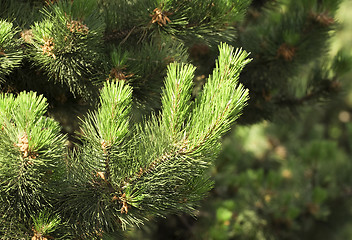 Image showing Pine tree