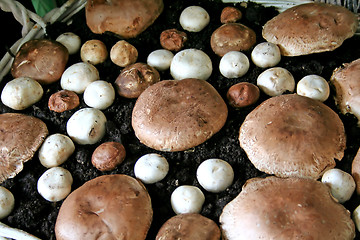 Image showing Mushrooms