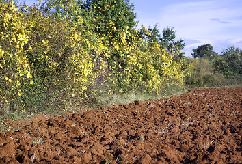 Image showing Agricultural field