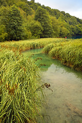 Image showing Small river