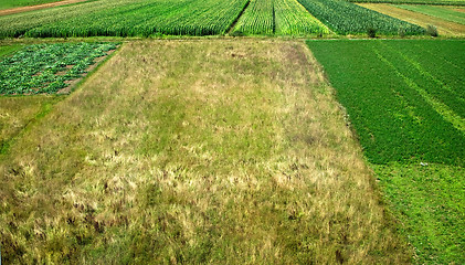 Image showing Agricultural field