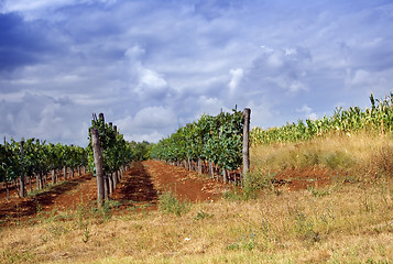 Image showing Vineyard